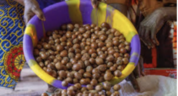 Nigeria Bans Export of Shea Nuts Used in Beauty Creams for Six Months Nigeria Bans Export of Shea Nuts Used in Beauty Creams for Six Months