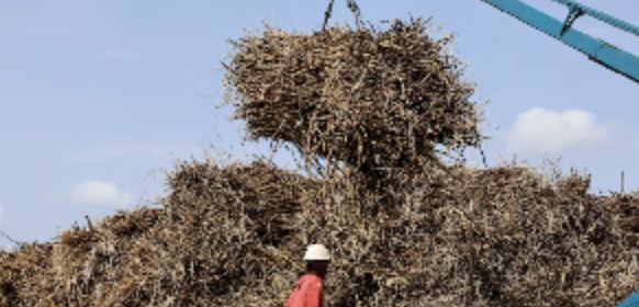 South Africa Sugar Farmers Face Job Cuts From Trump Tariffs and Import Competition South Africa Sugar Farmers Face Job Cuts From Trump Tariffs and Import Competition
