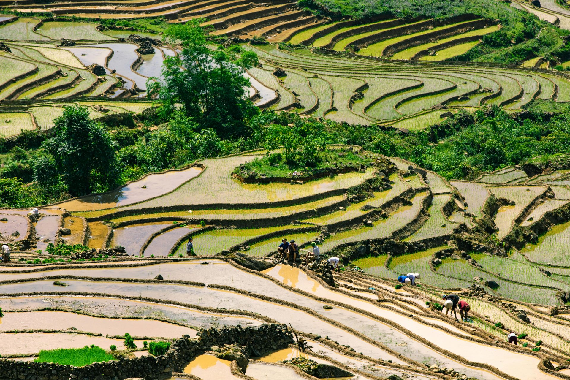 Vietnam Launches 1M-Hectare Low-Emission Rice Program