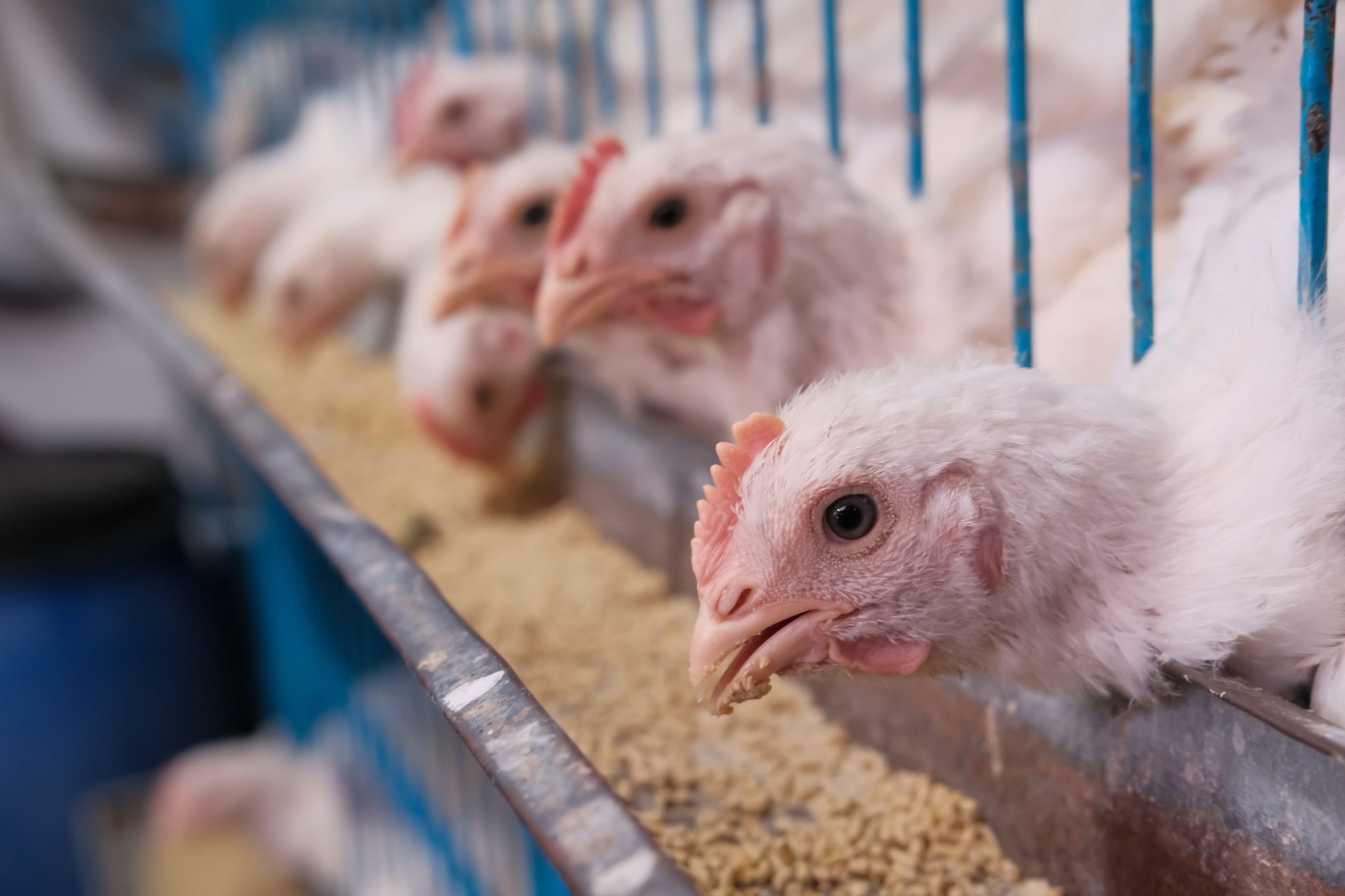 Zimbabwe Health Officials Warn on ARV Use in Chicken Feed