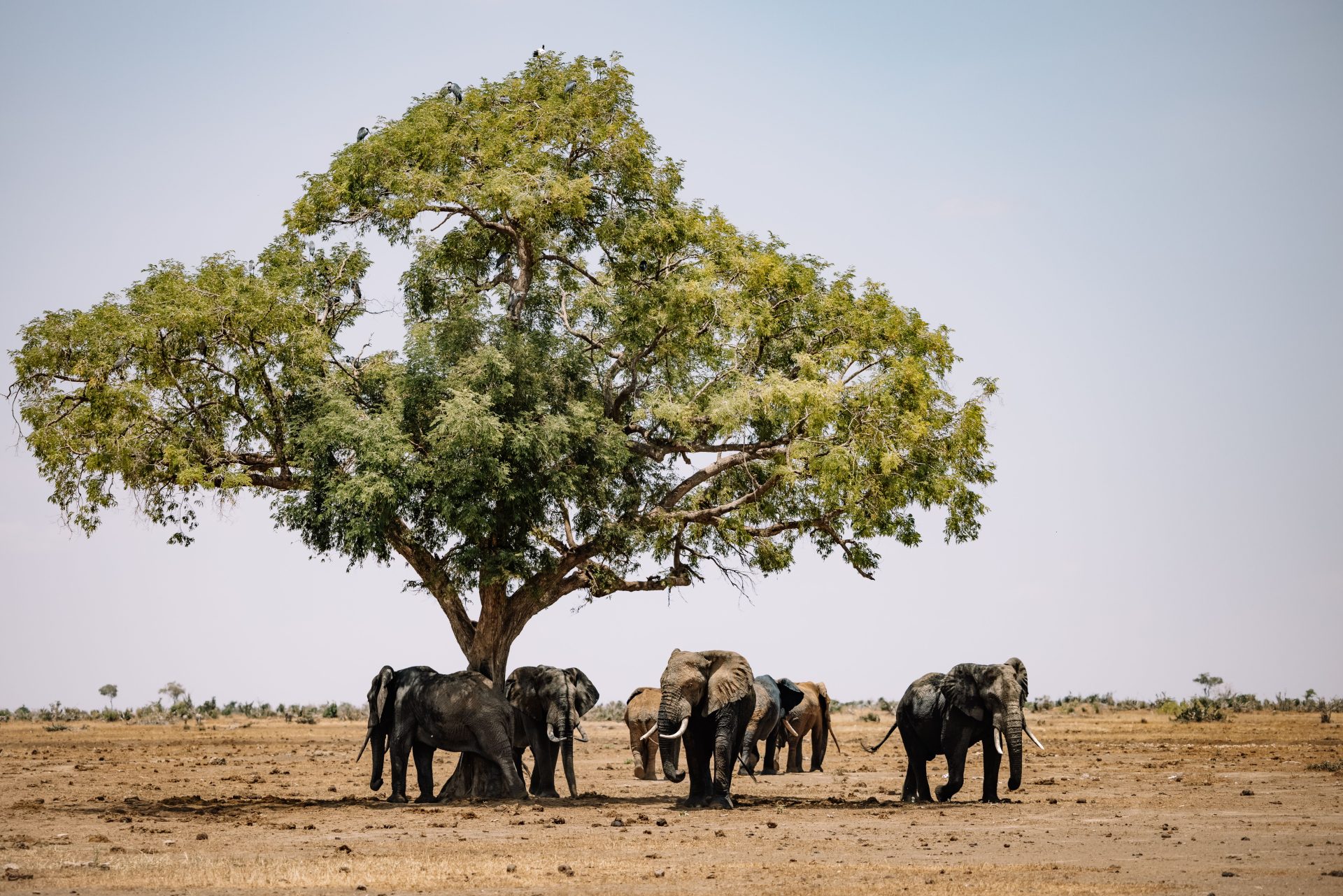 SAFIRE Awarded for Community Conservation Efforts in Zimbabwe