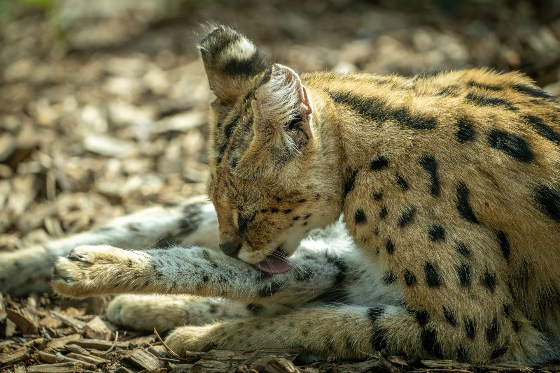 African Serval Found at Louisiana Home Following Fire Call