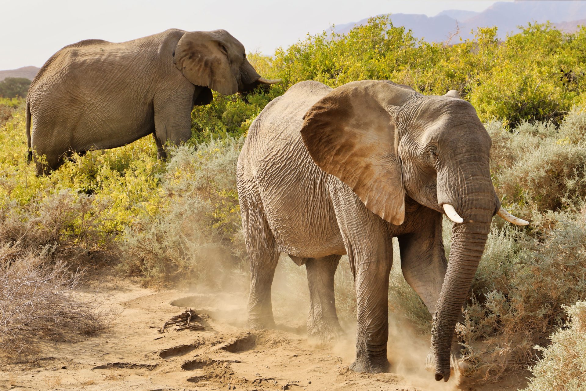 IFAW, ZimParks Expand Satellite Elephant Tracking in Zimbabwe