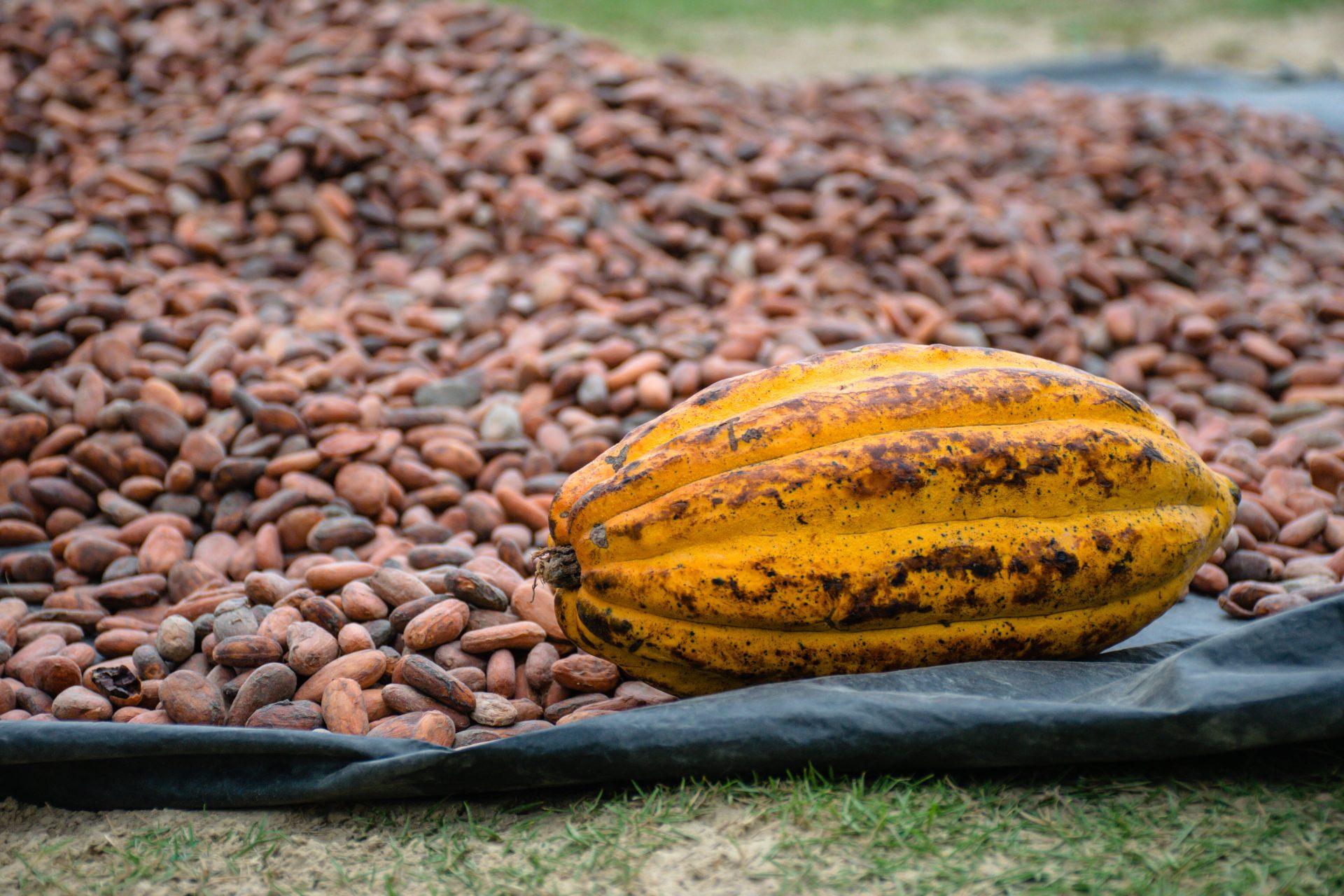 CAA Conference in Singapore: Cocoa Sustainability & Supply Focus