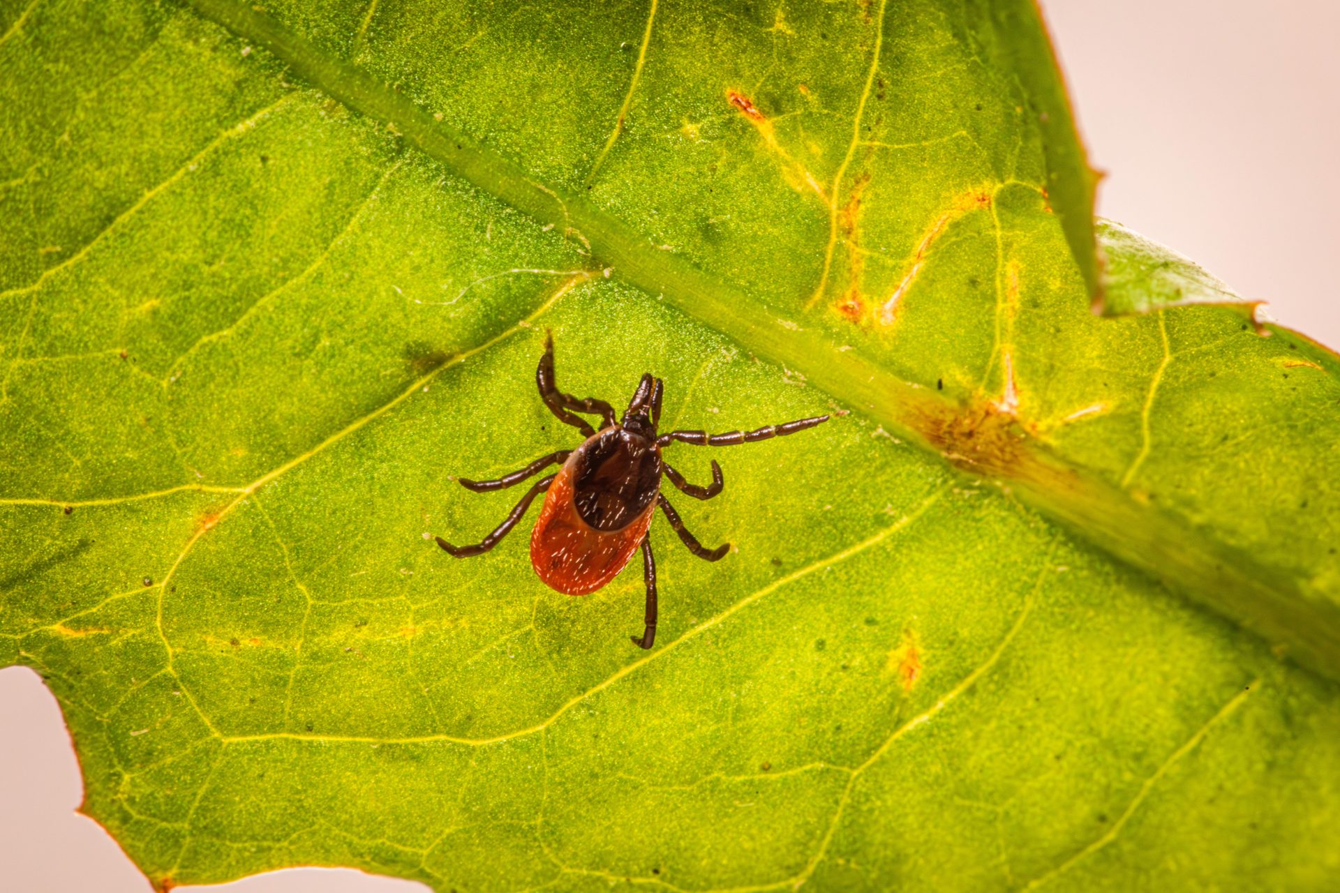 FDA Detects Cyclospora at Mexican Farm Tied to US Outbreak